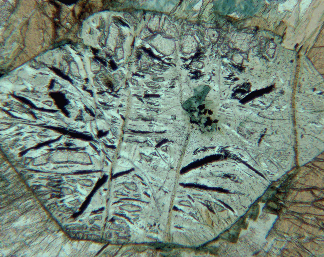 mikro02a.gif
